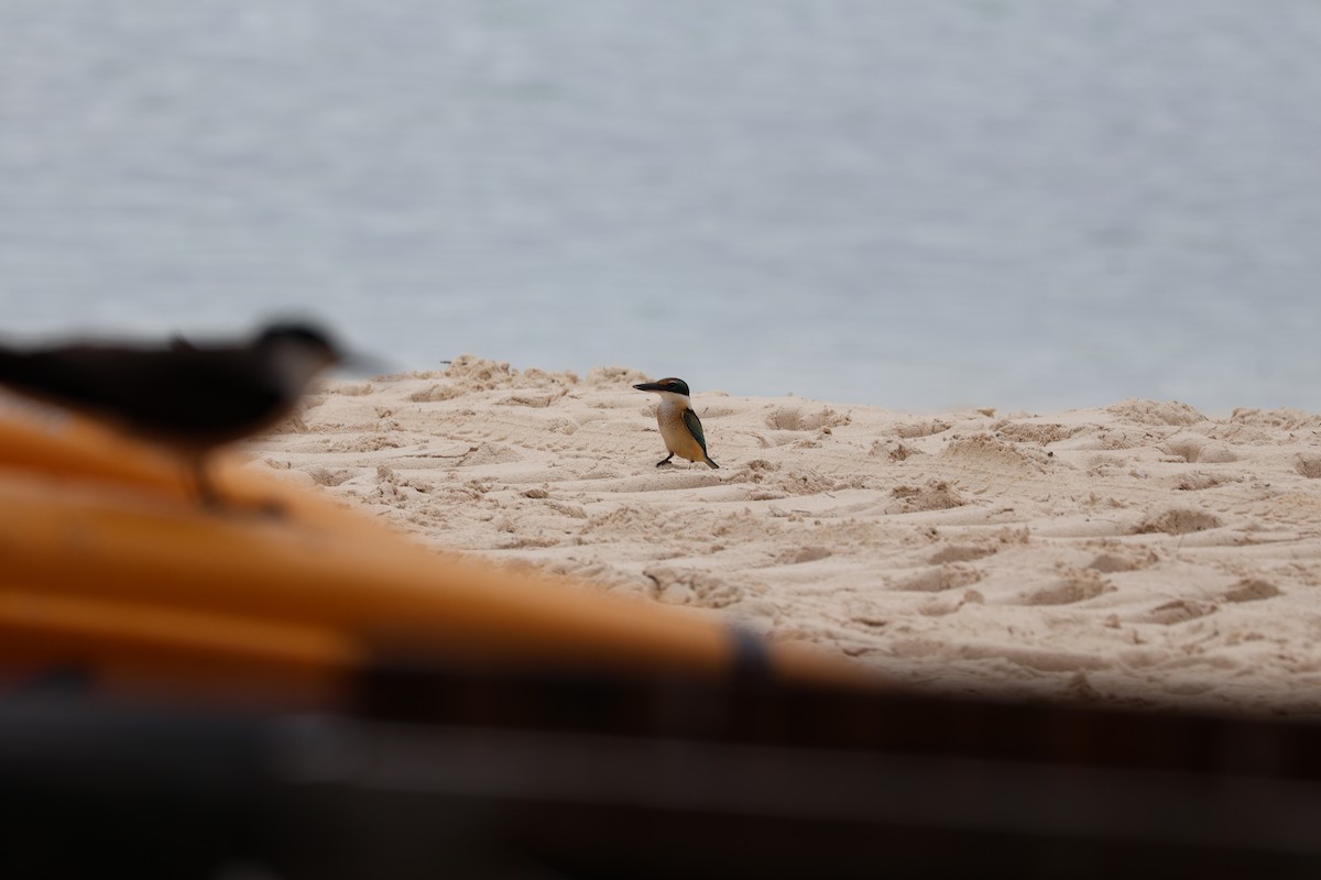 Götzenliest - ML648799206