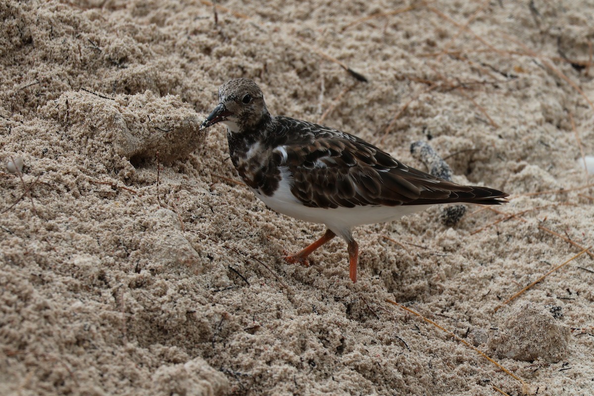 Steinwälzer - ML648799310