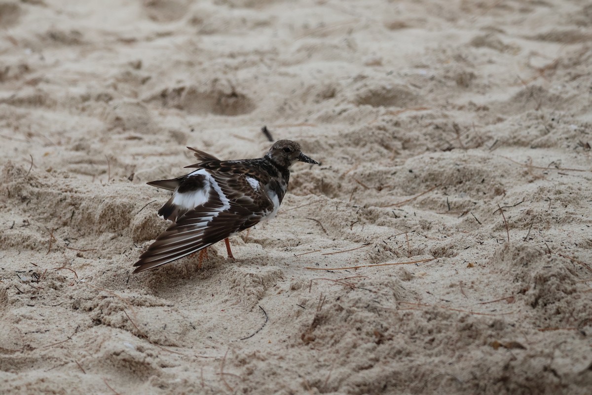 Steinwälzer - ML648799311