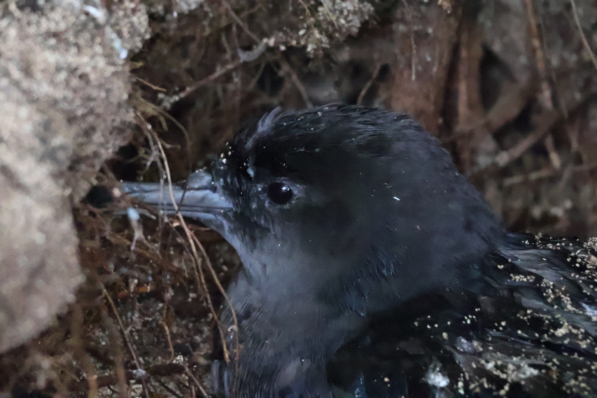 Keilschwanz-Sturmtaucher - ML648799320