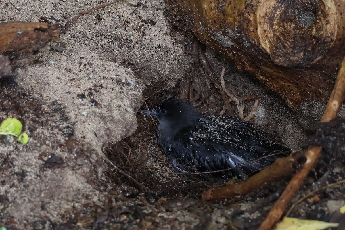 Keilschwanz-Sturmtaucher - ML648799321