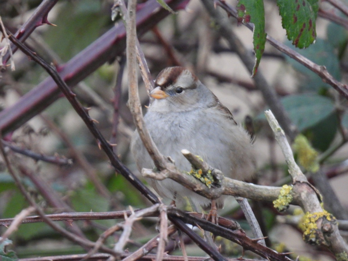 Бруант білобровий - ML648799610