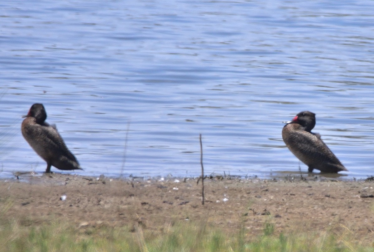 Affengans - ML648799878