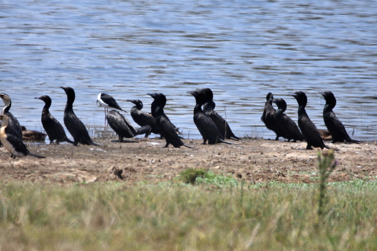 Schwarzscharbe - ML648799896