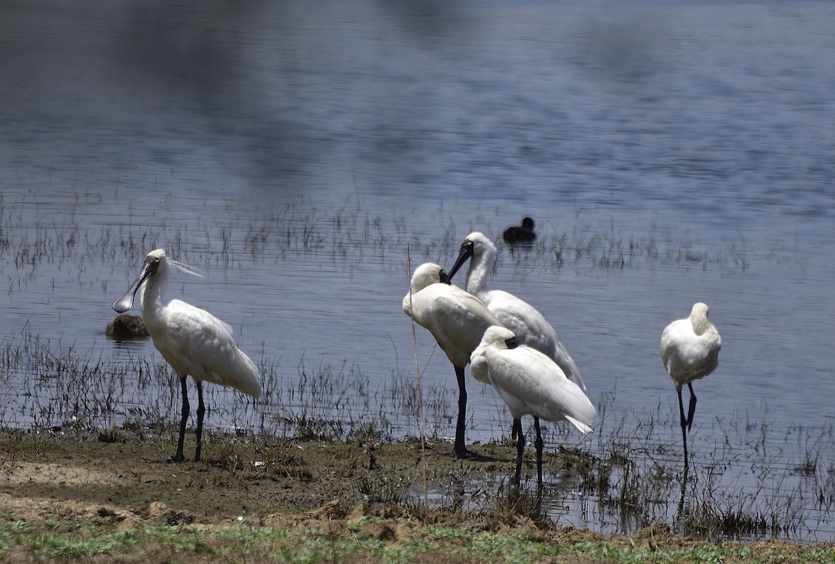 Königslöffler - ML648799905