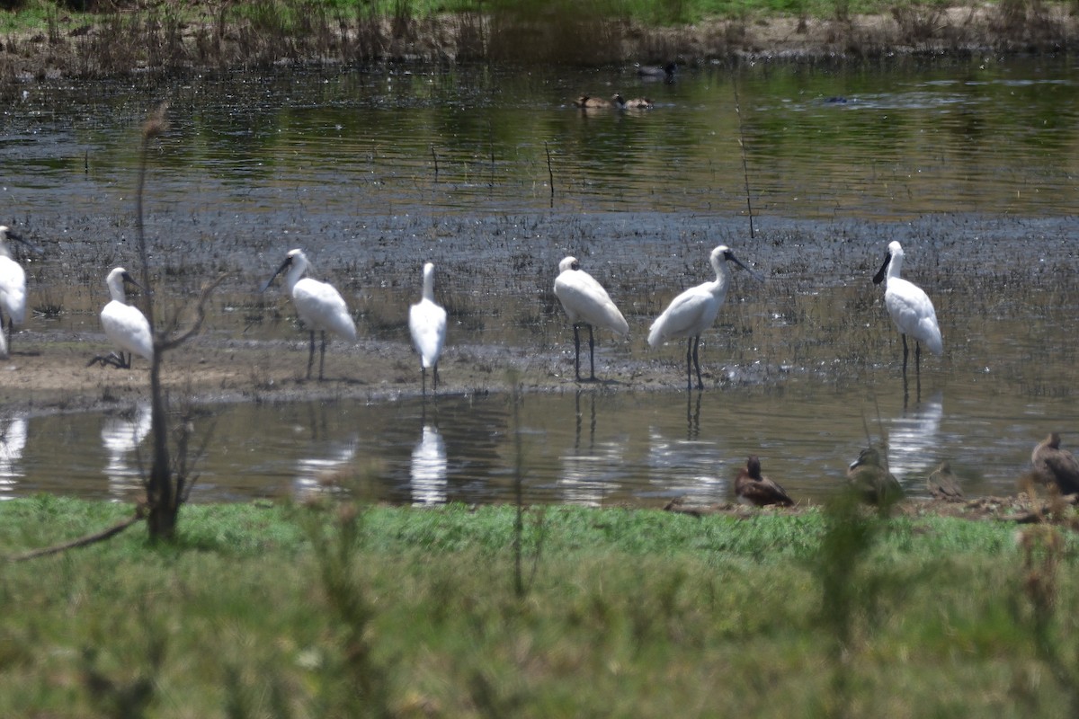 Königslöffler - ML648799906