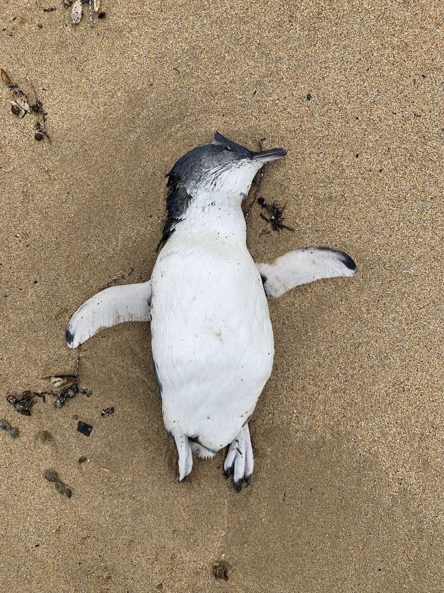 Zwergpinguin - ML648799908