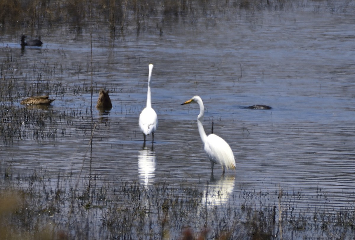 Silberreiher (modesta) - ML648799910