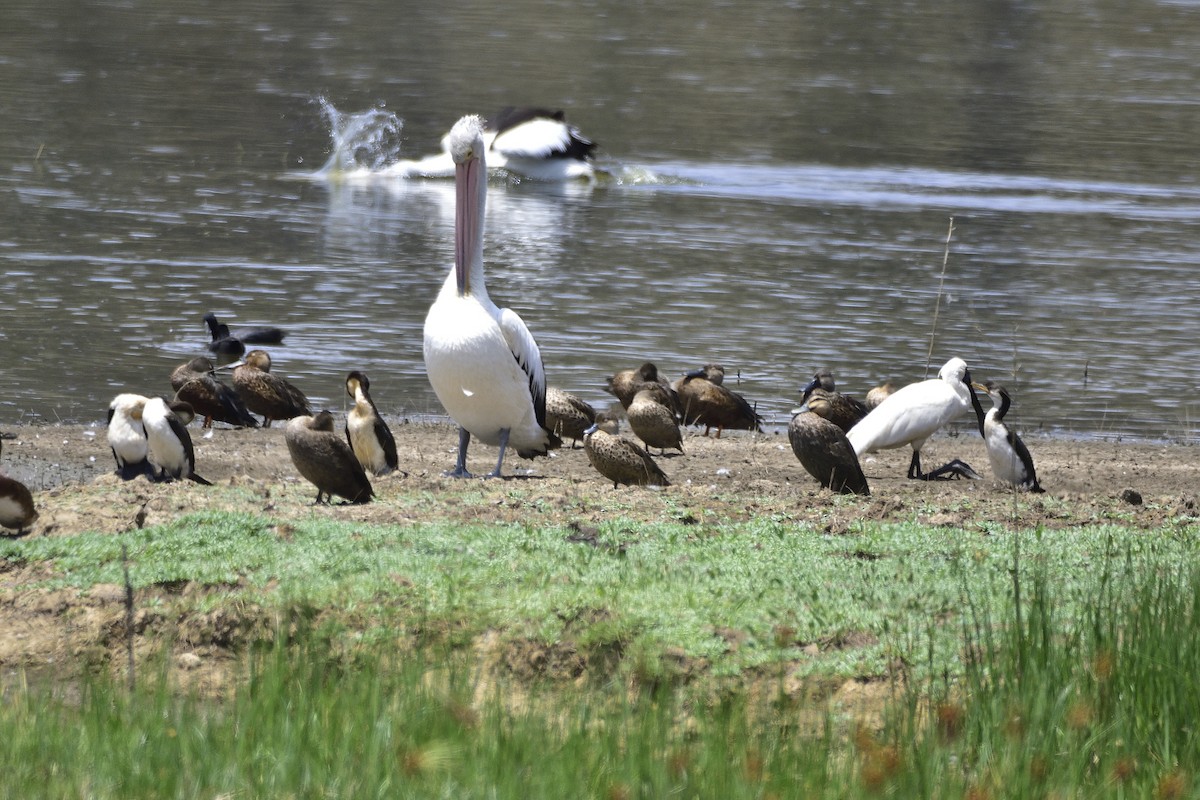 Brillenpelikan - ML648799914