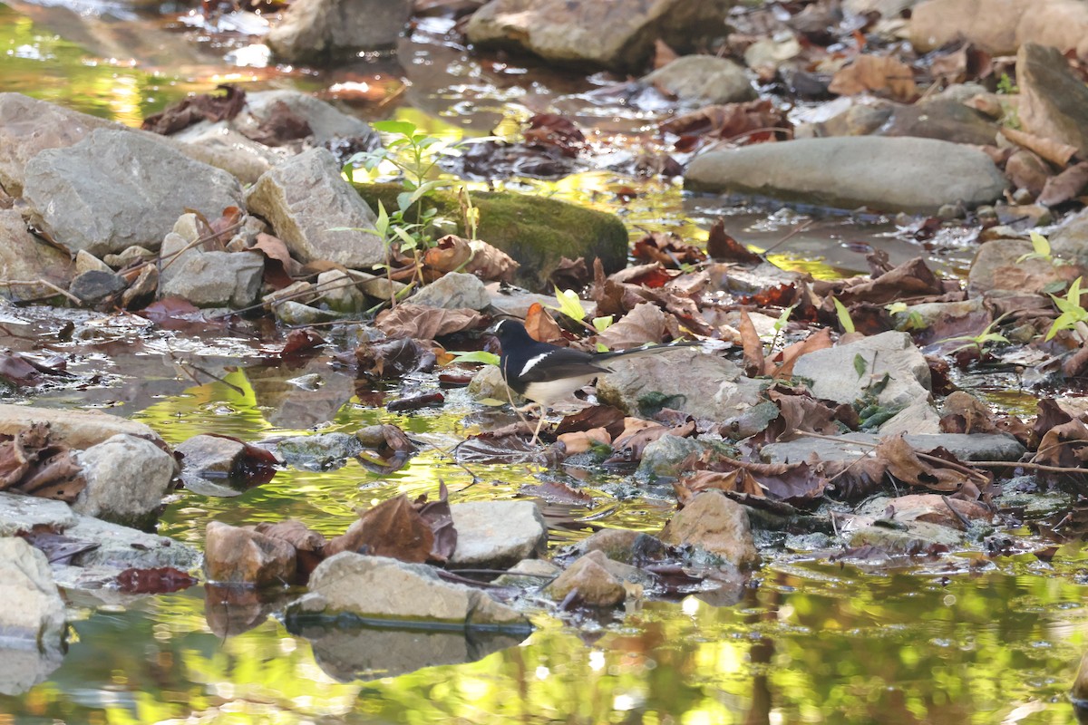 White-crowned Forktail (Northern) - ML648799919