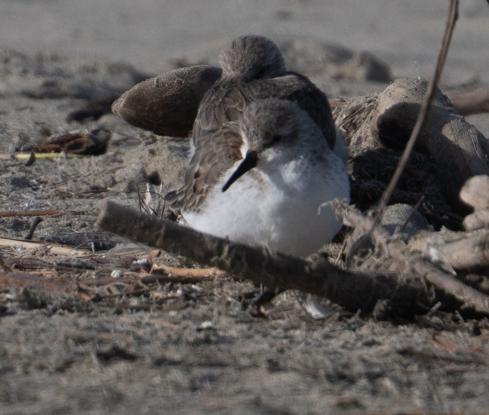 Gambecchio dell'Alaska - ML648800211