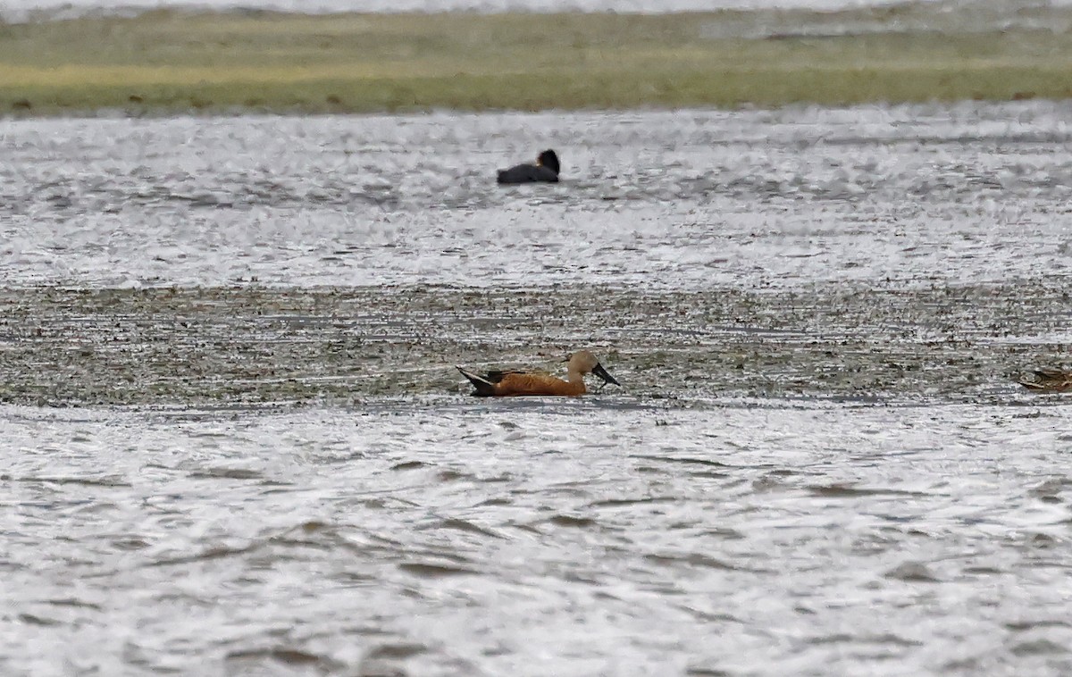 Canard spatule - ML648800225