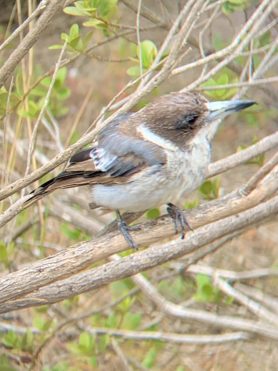 Graurücken-Krähenstar - ML648800450