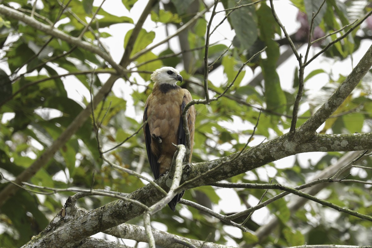 Black-collared Hawk - ML648800834