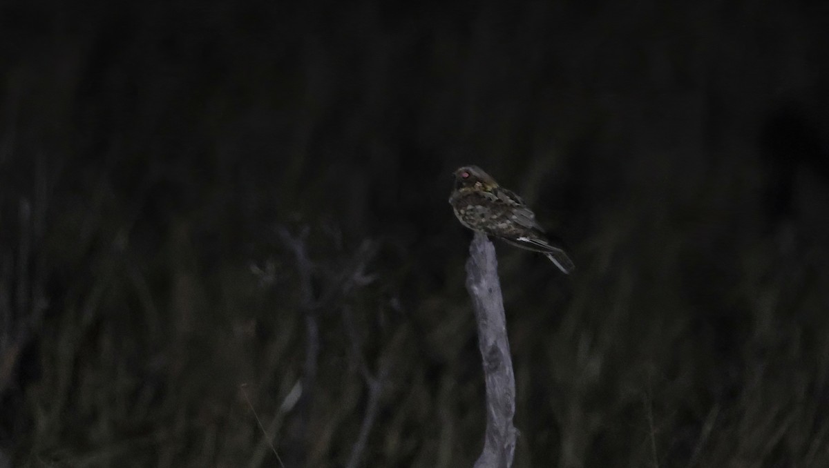 Fiery-necked Nightjar - ML648800870
