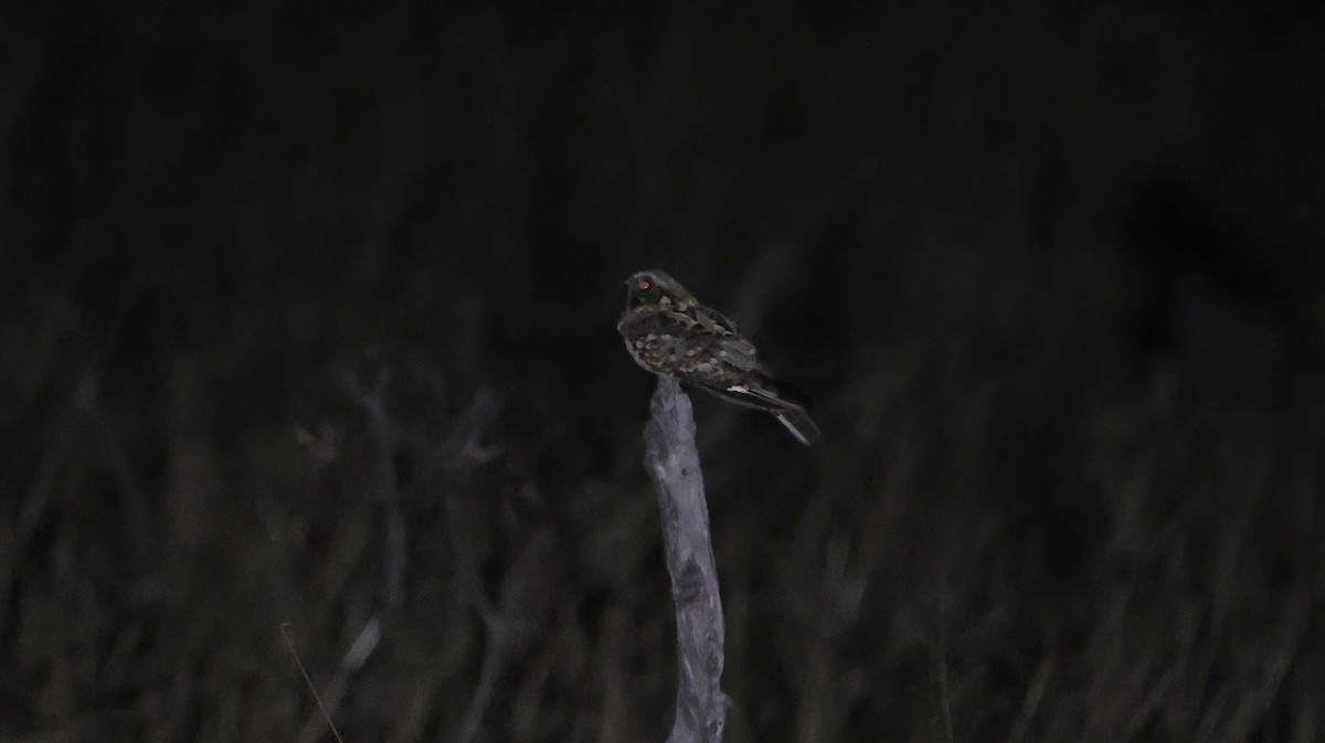 Fiery-necked Nightjar - ML648800871