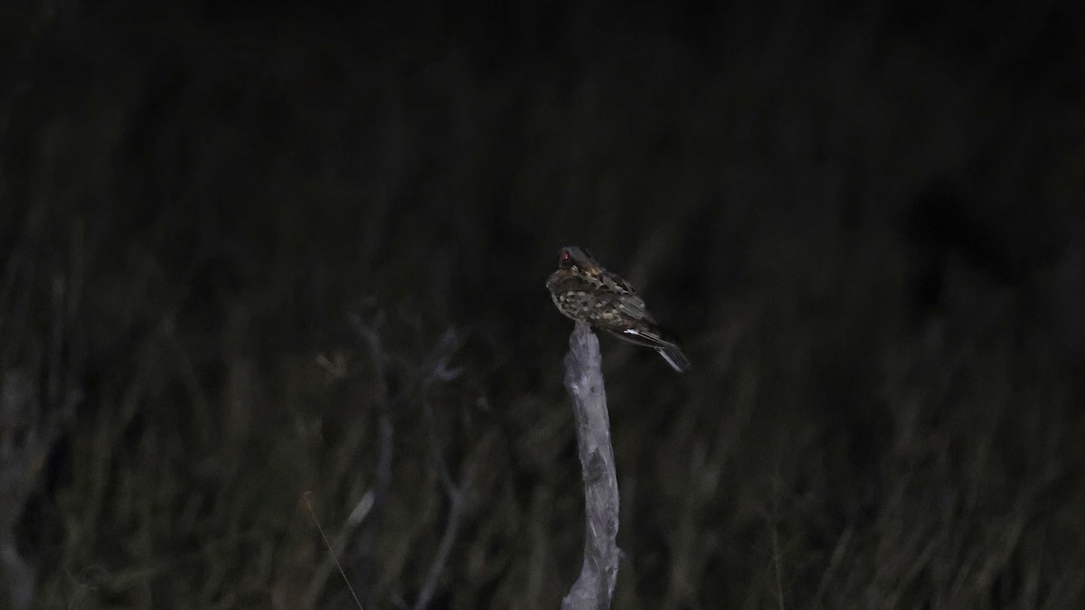 Fiery-necked Nightjar - ML648800872