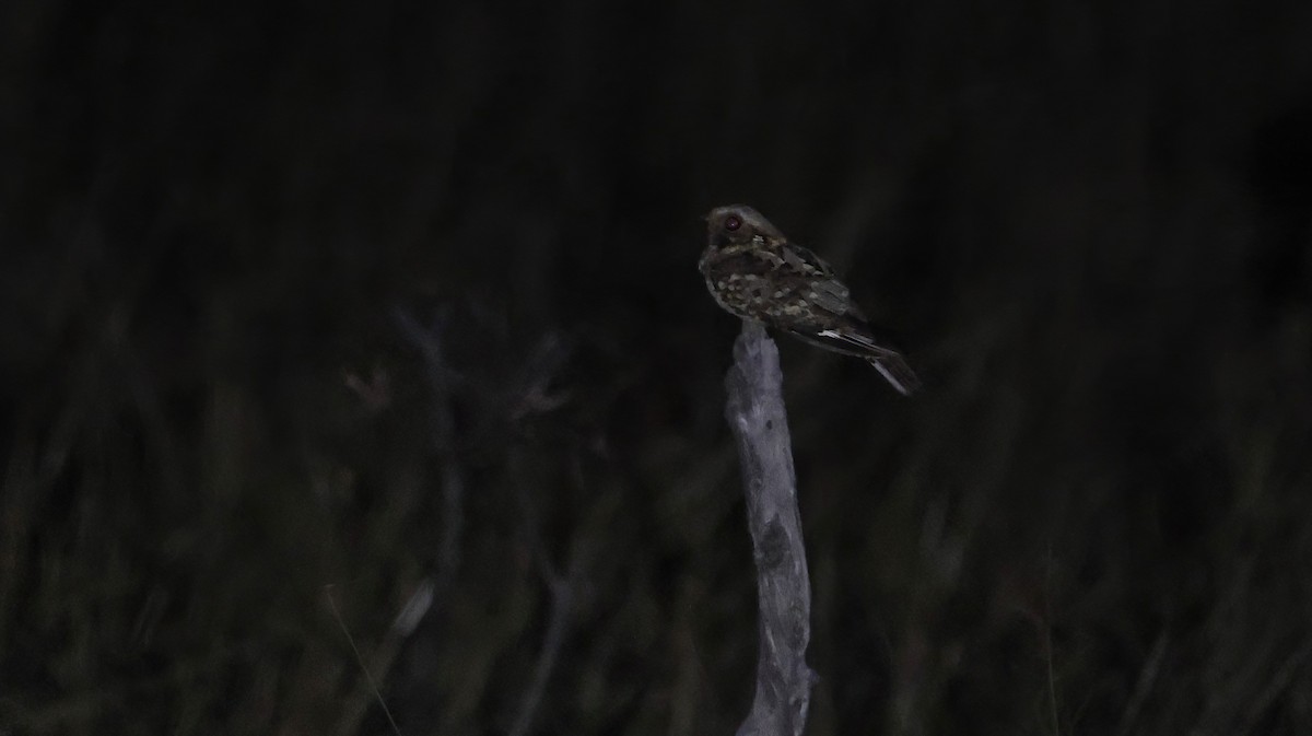Fiery-necked Nightjar - ML648800873