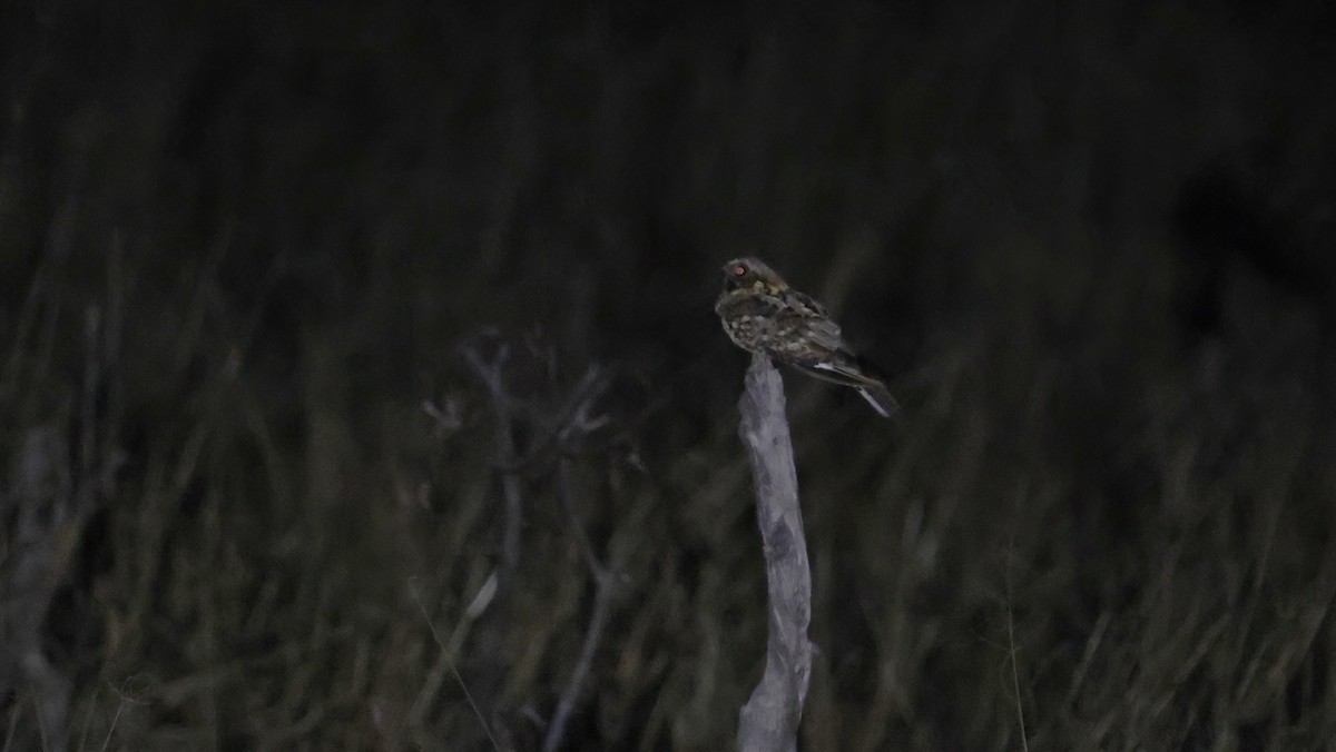 Fiery-necked Nightjar - ML648800874