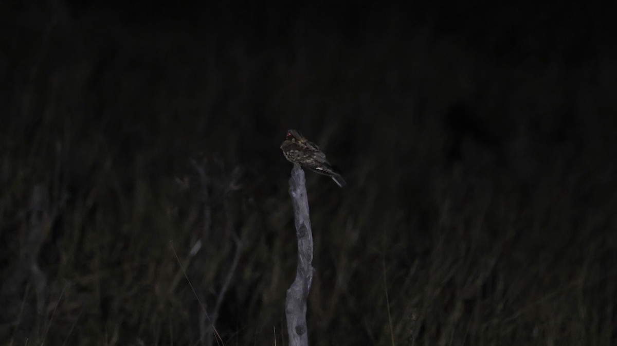 Fiery-necked Nightjar - ML648800875