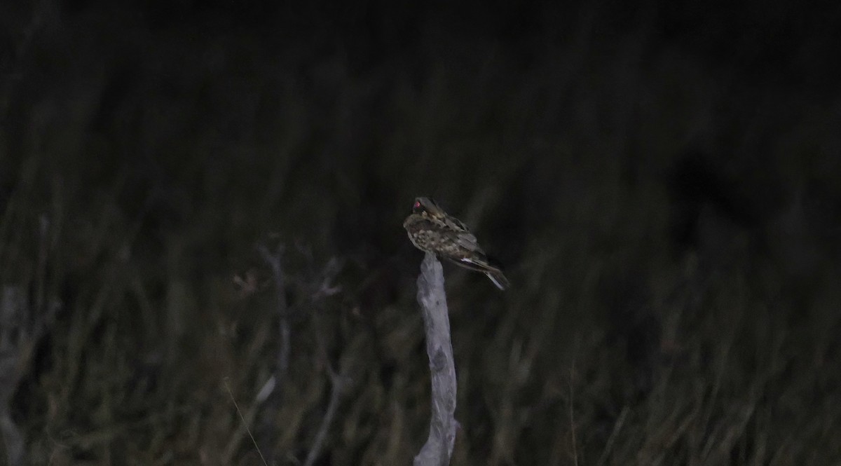 Fiery-necked Nightjar - ML648800876