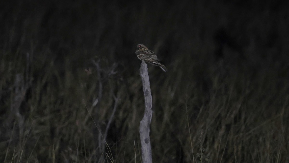 Fiery-necked Nightjar - ML648800877