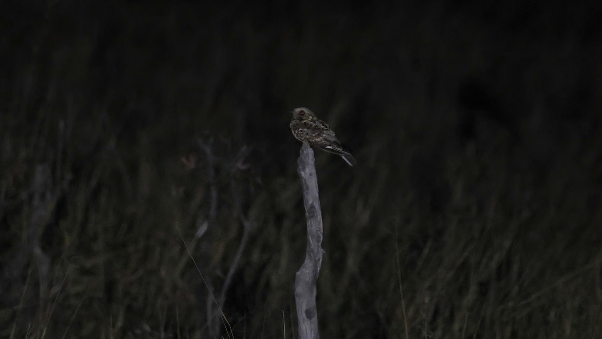 Fiery-necked Nightjar - ML648800878