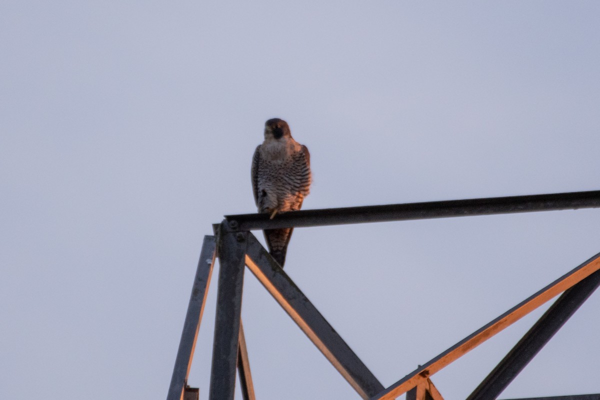 遊隼 - ML648800978