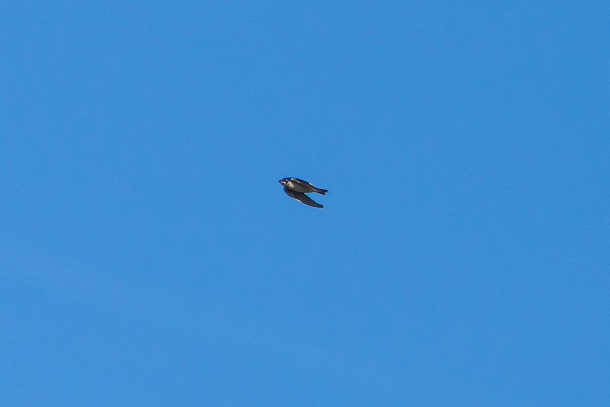 Tree Swallow - ML648800986