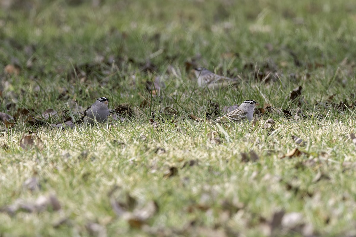 Бруант білобровий (підвид leucophrys) - ML648801144