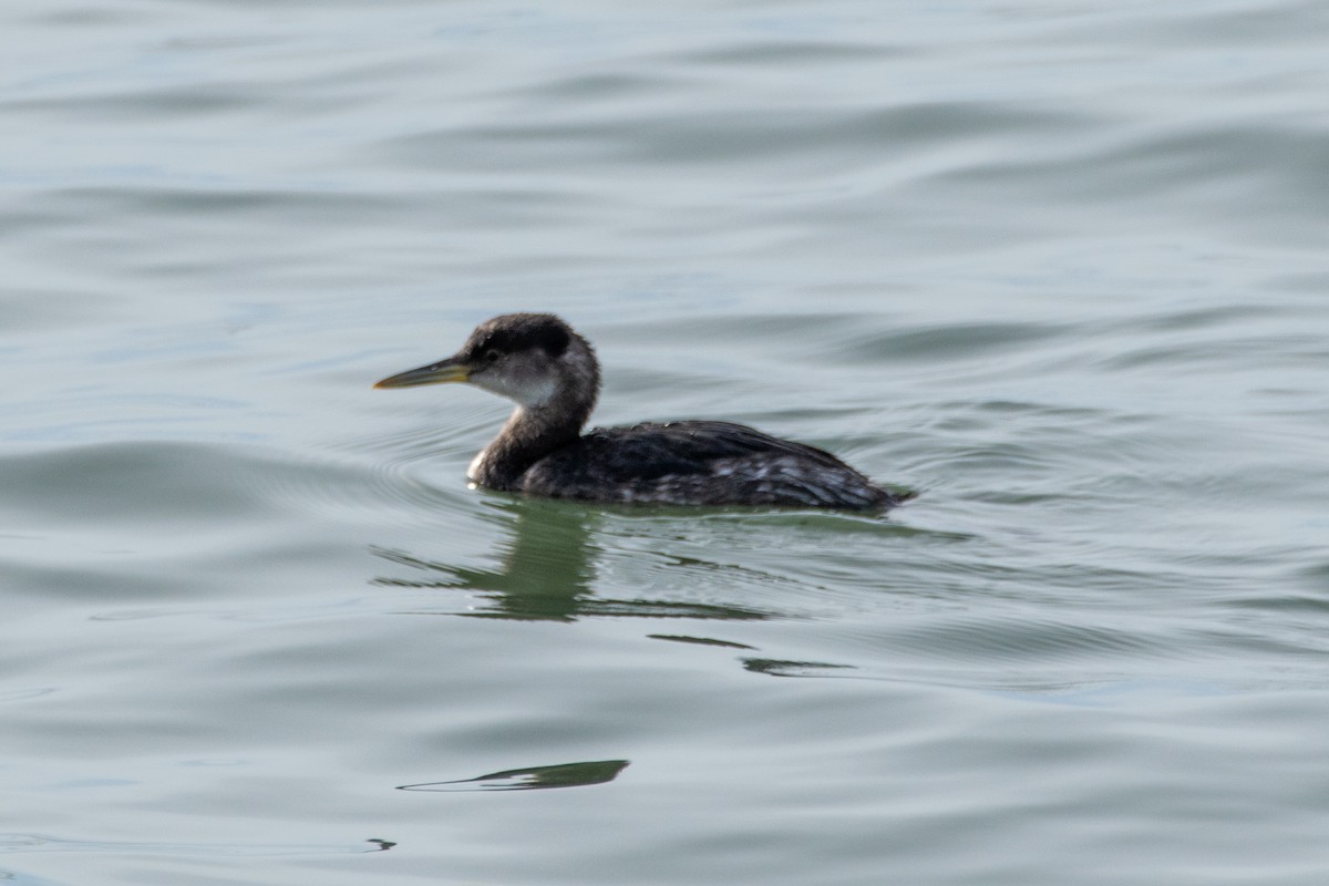 Somormujo Cuellirrojo - ML648801238