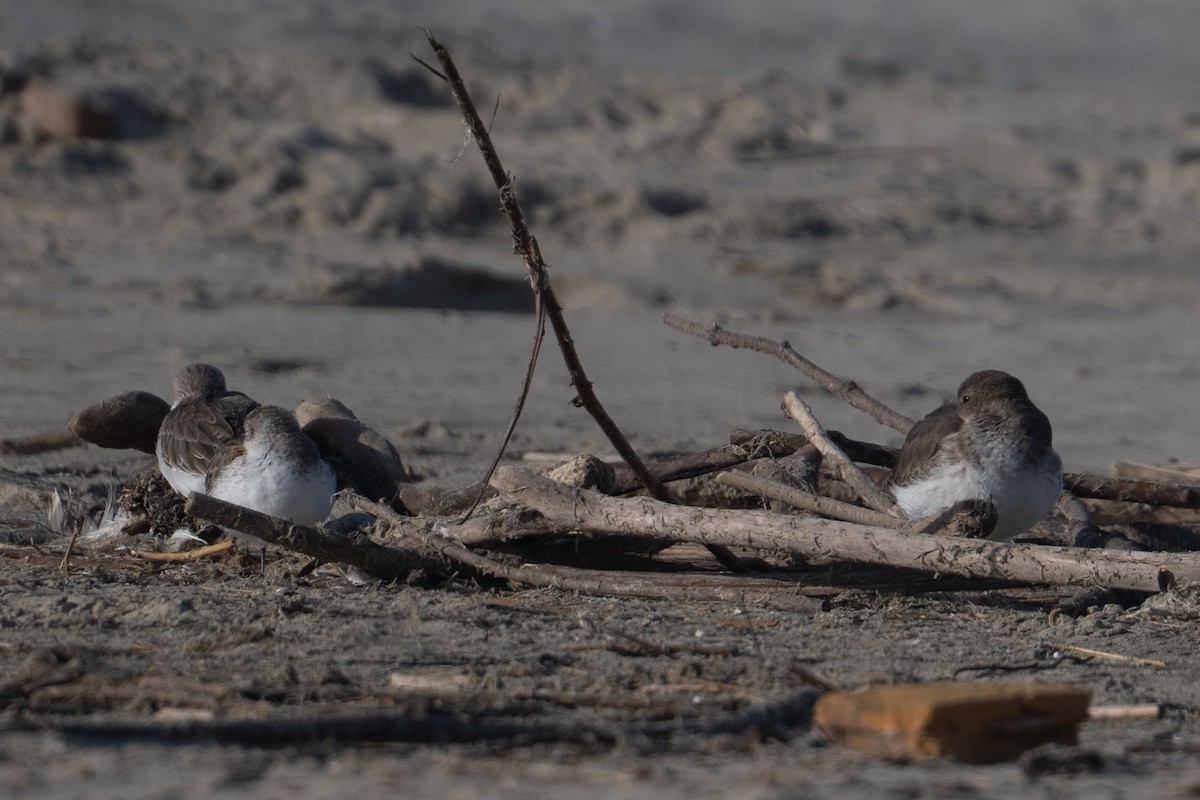 Gambecchio dell'Alaska - ML648801434