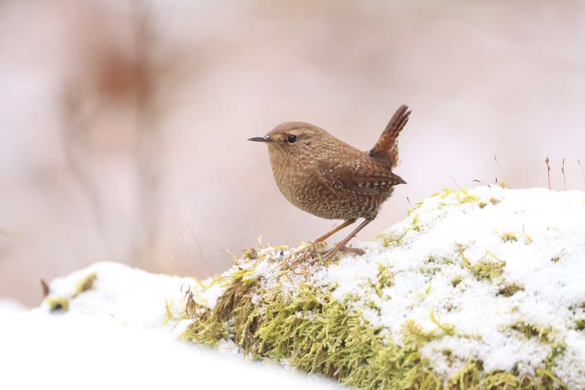 Winter Wren - ML648801497