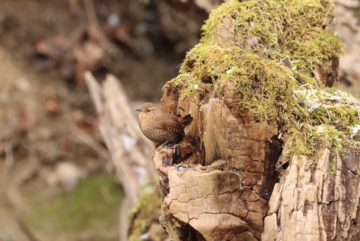 Winter Wren - ML648801501