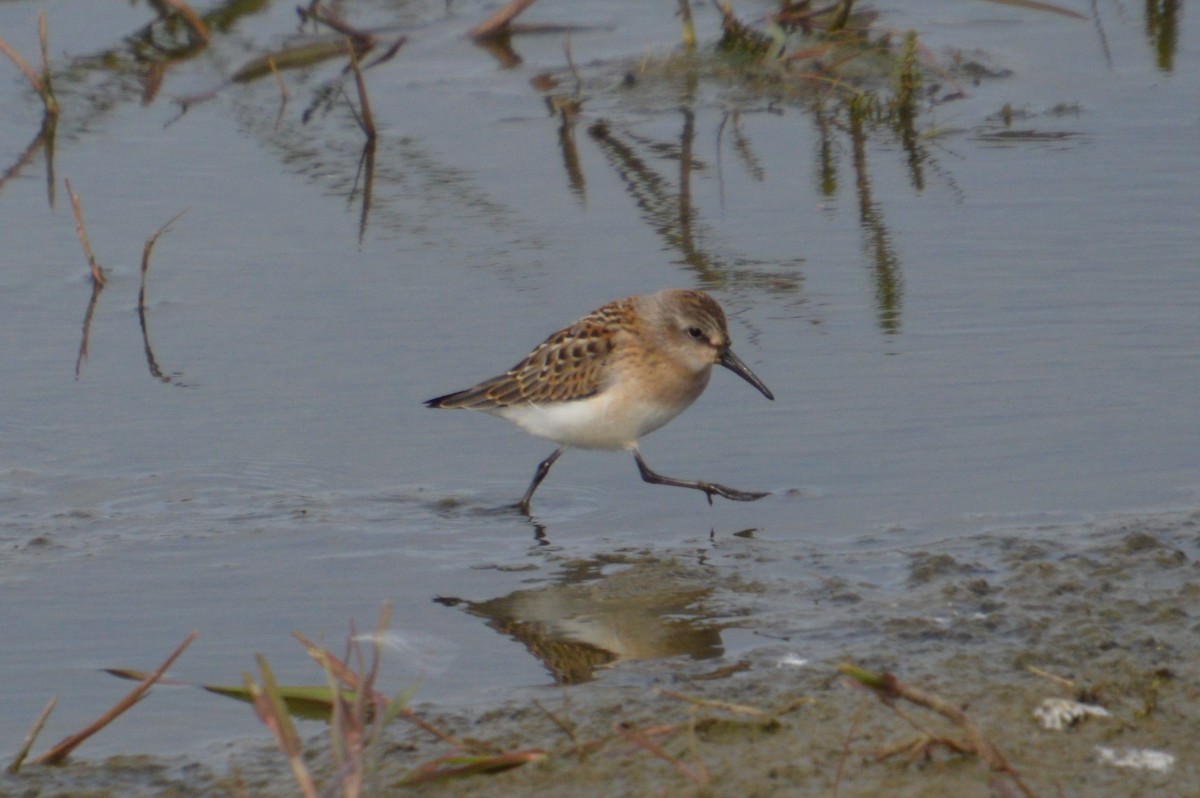 Gambecchio dell'Alaska - ML648801584