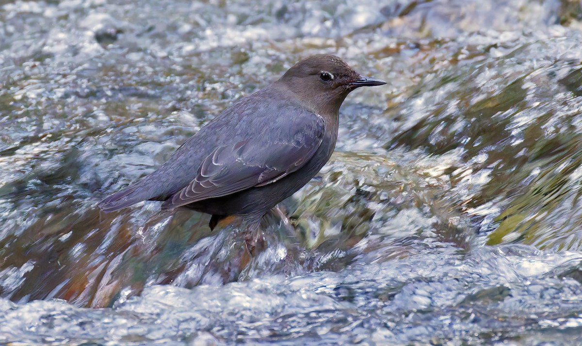 Пронурок сірий - ML648801964