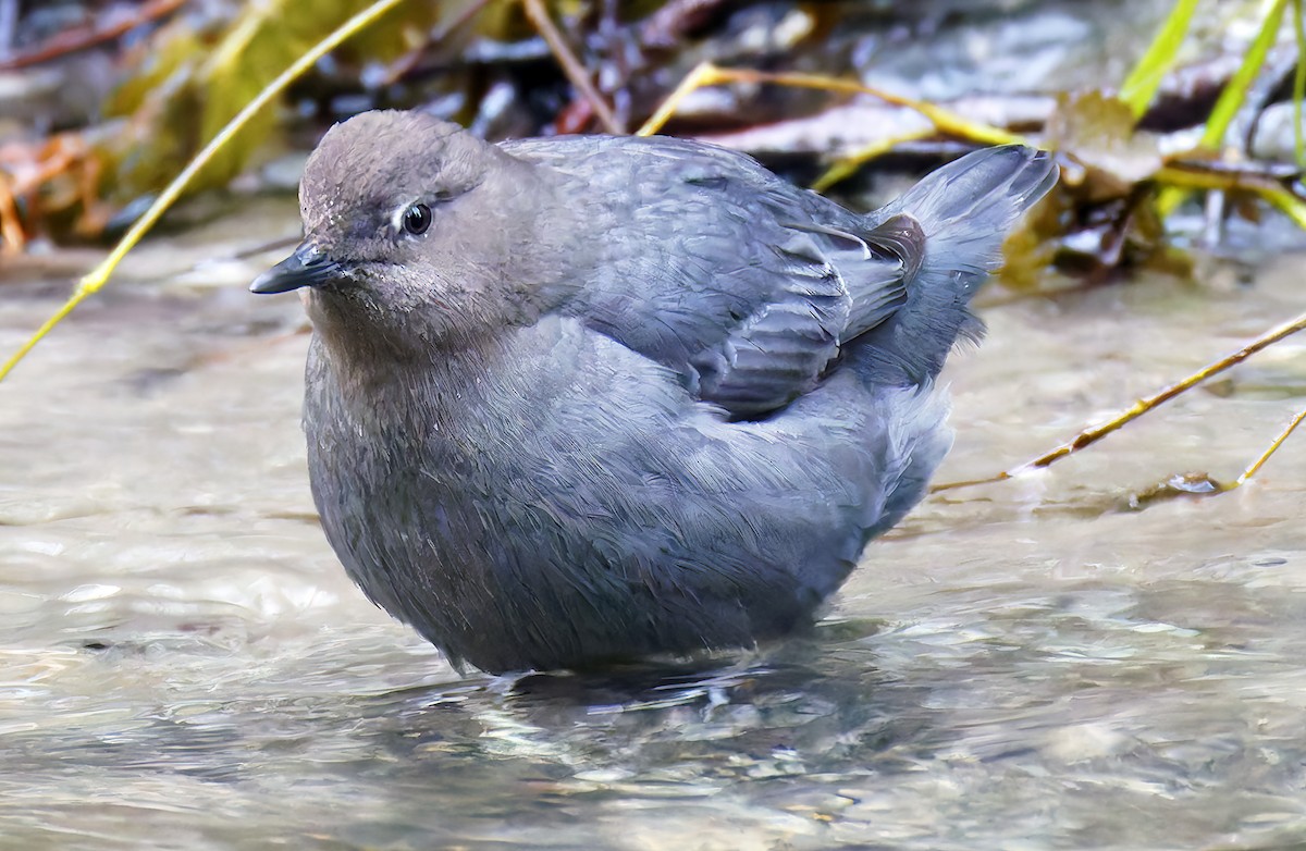 Пронурок сірий - ML648801970