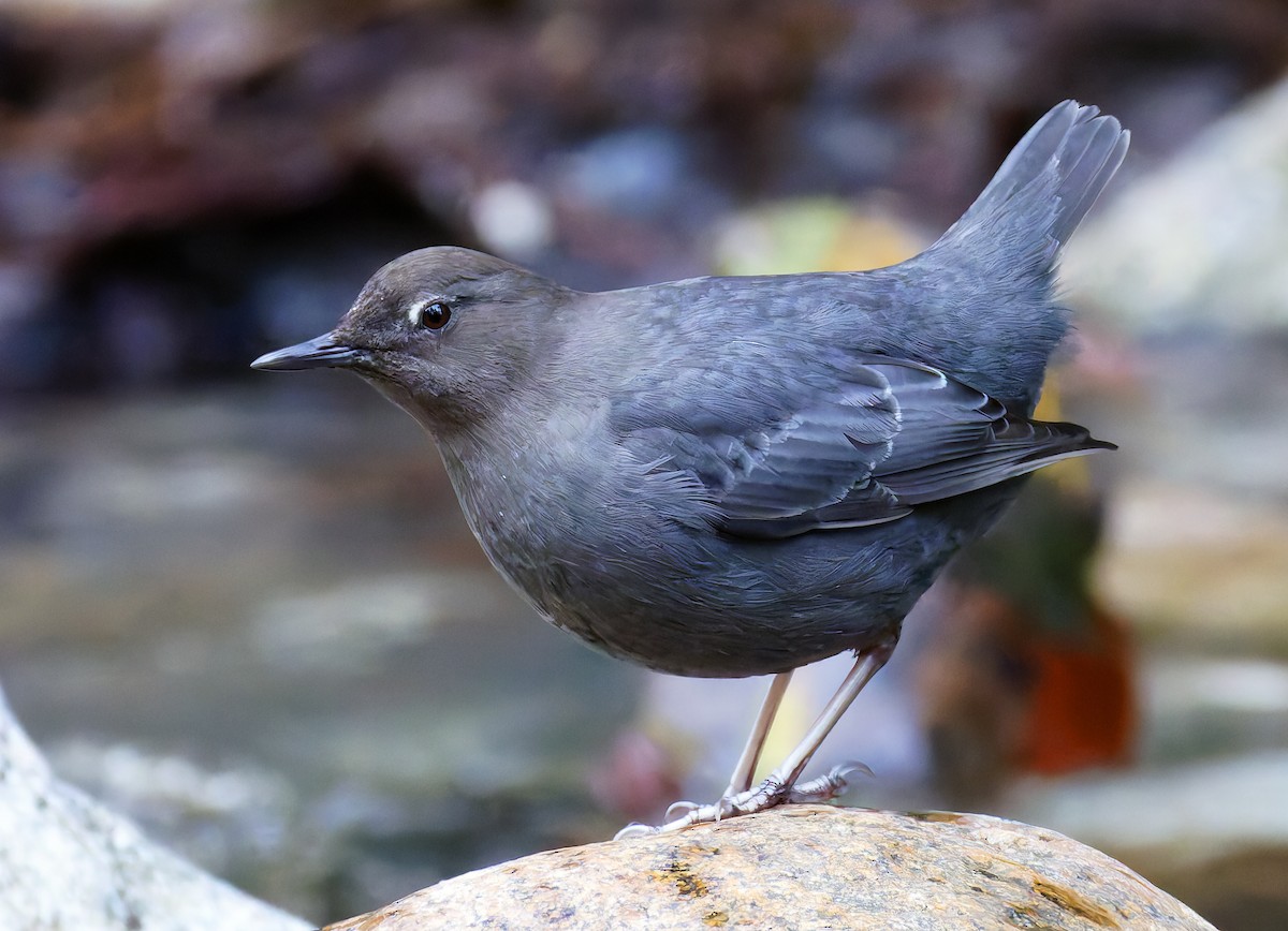 Пронурок сірий - ML648801971
