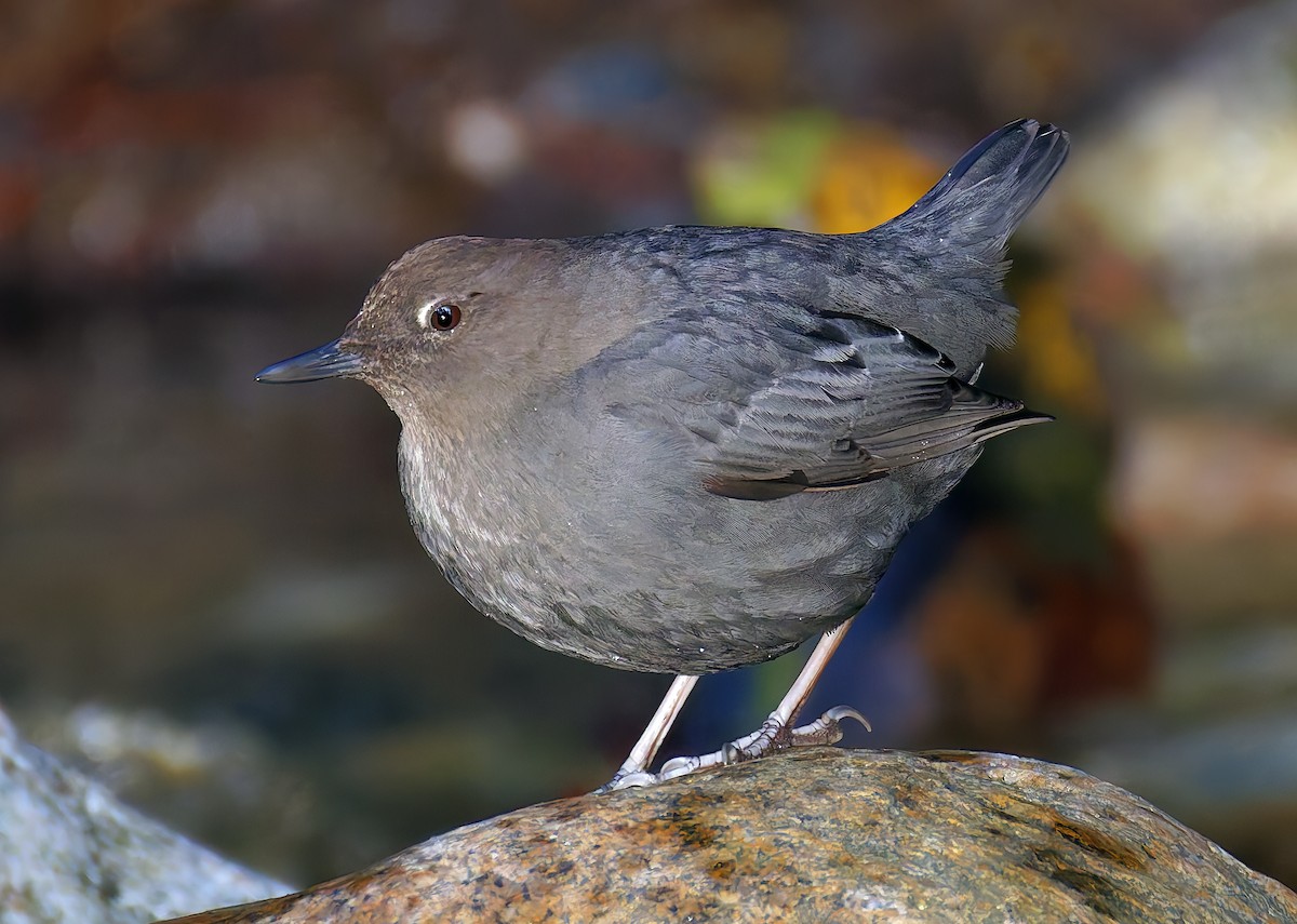 Пронурок сірий - ML648801978