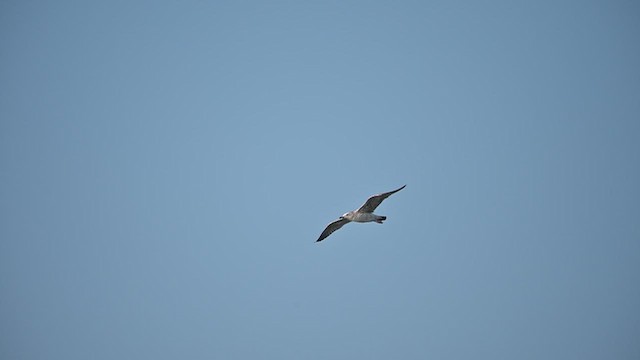 Клуша - ML648801984