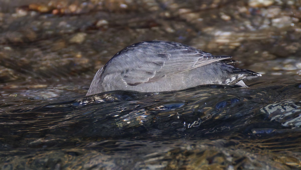 Пронурок сірий - ML648801987