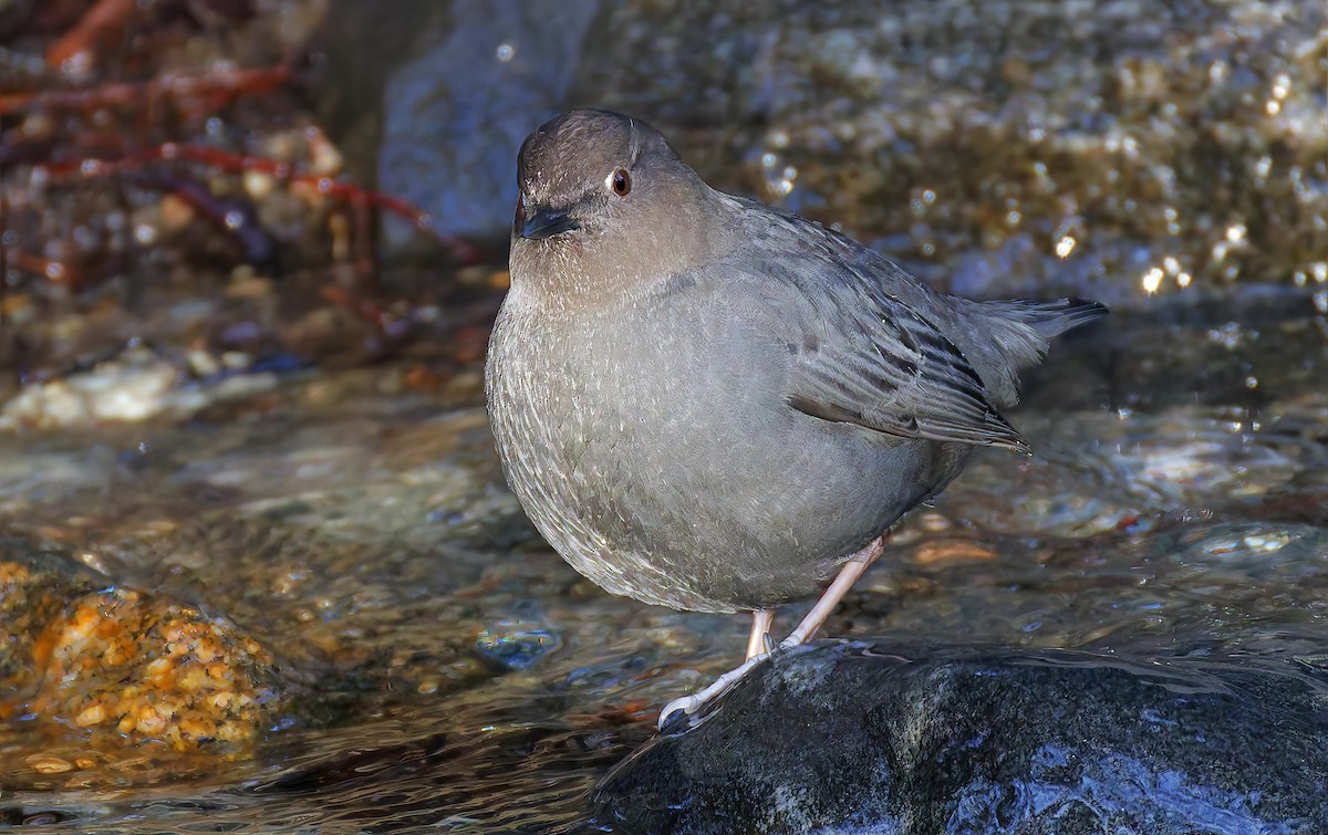 Пронурок сірий - ML648801988