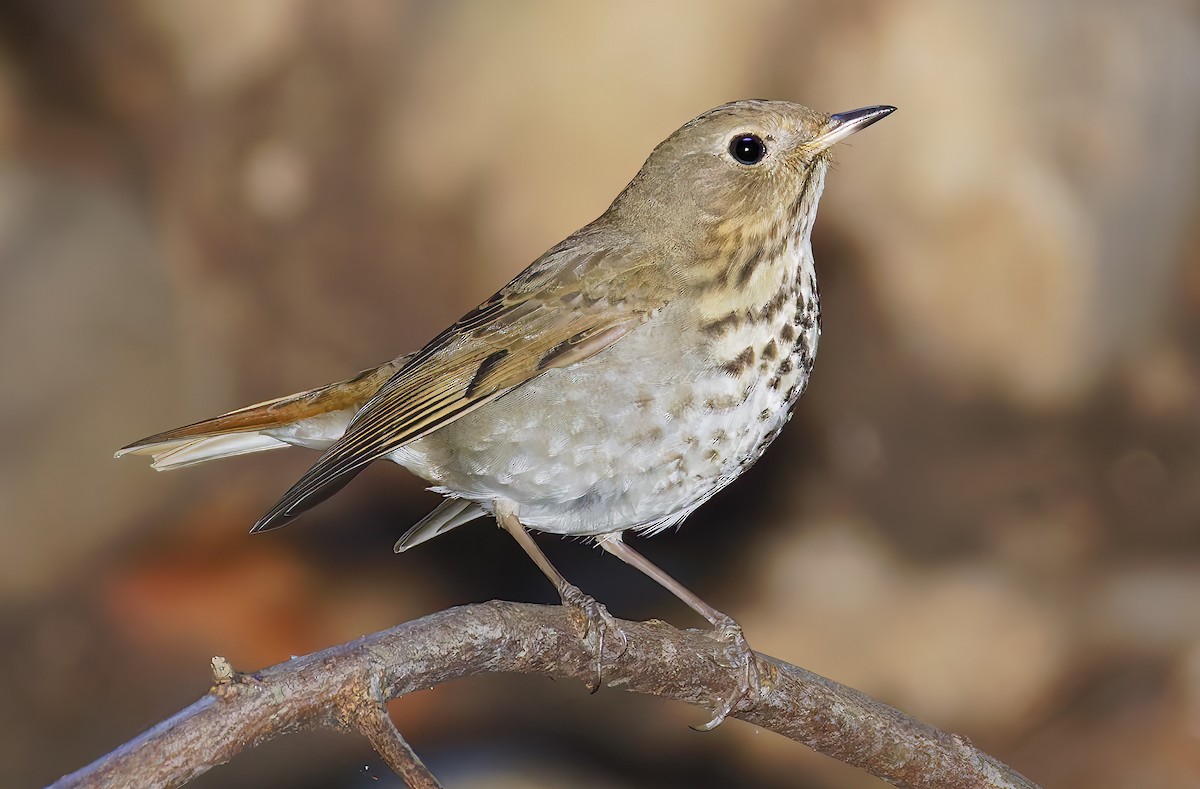 Дрізд-короткодзьоб плямистоволий [група guttatus] - ML648802006