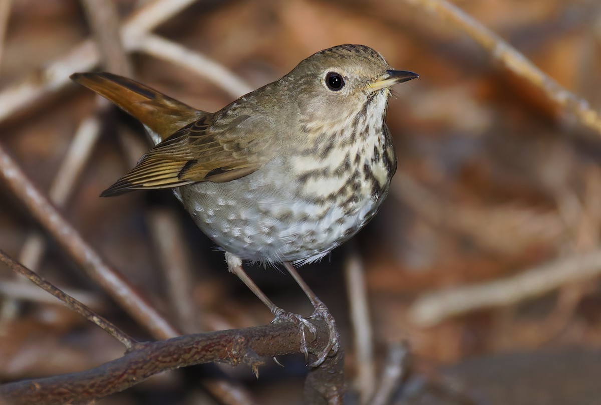 Дрізд-короткодзьоб плямистоволий [група guttatus] - ML648802011