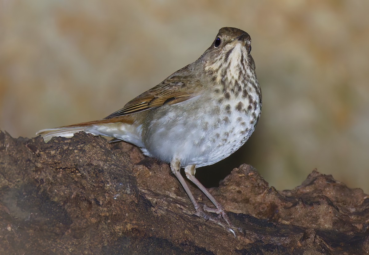Дрізд-короткодзьоб плямистоволий [група guttatus] - ML648802037