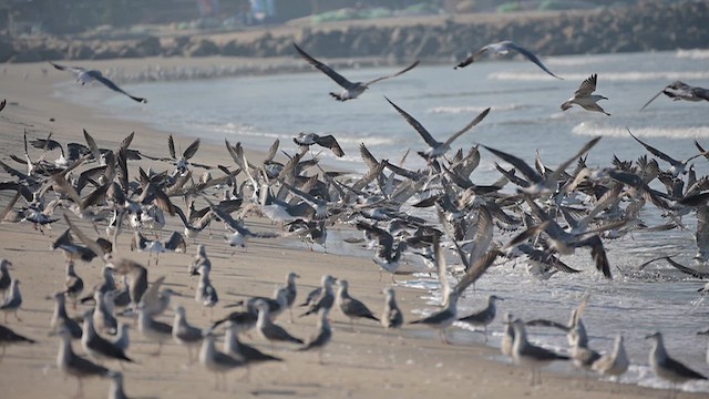 Клуша - ML648802038