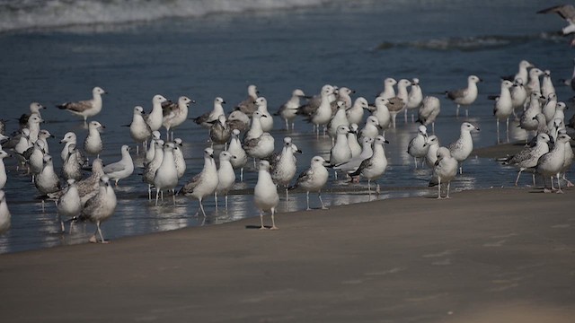 Клуша - ML648802057