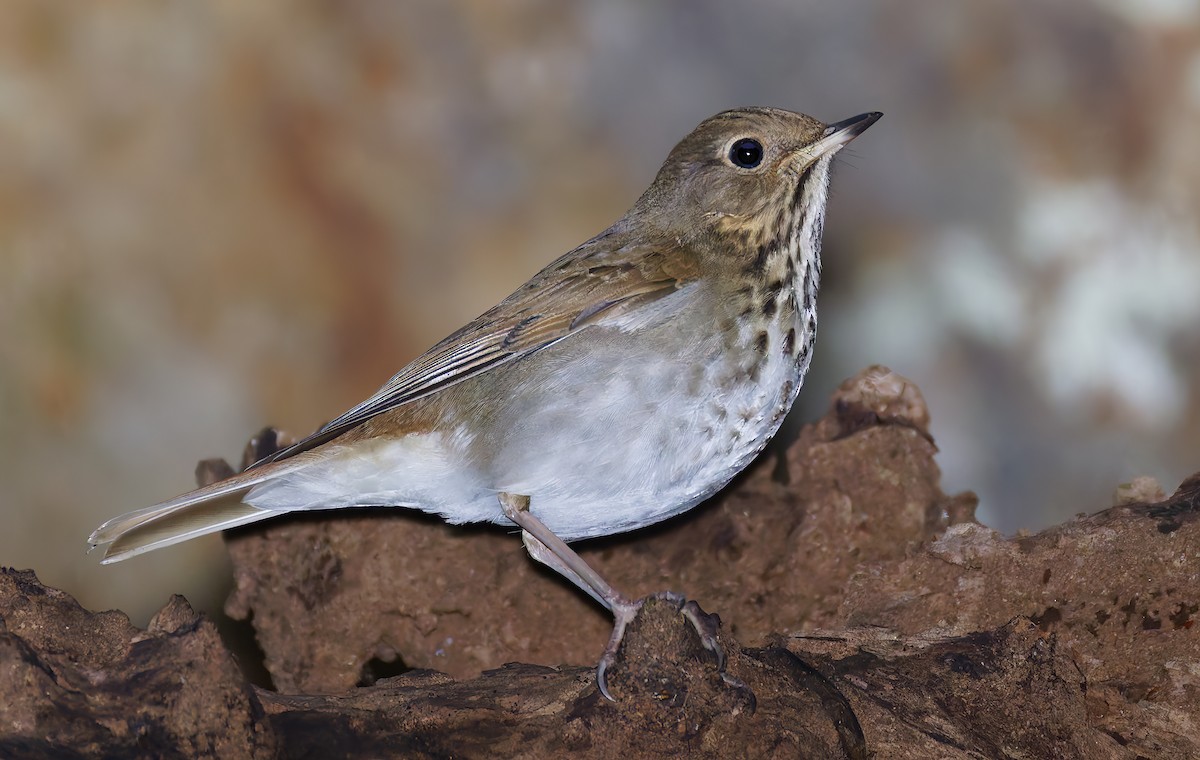 Дрізд-короткодзьоб плямистоволий [група guttatus] - ML648802060