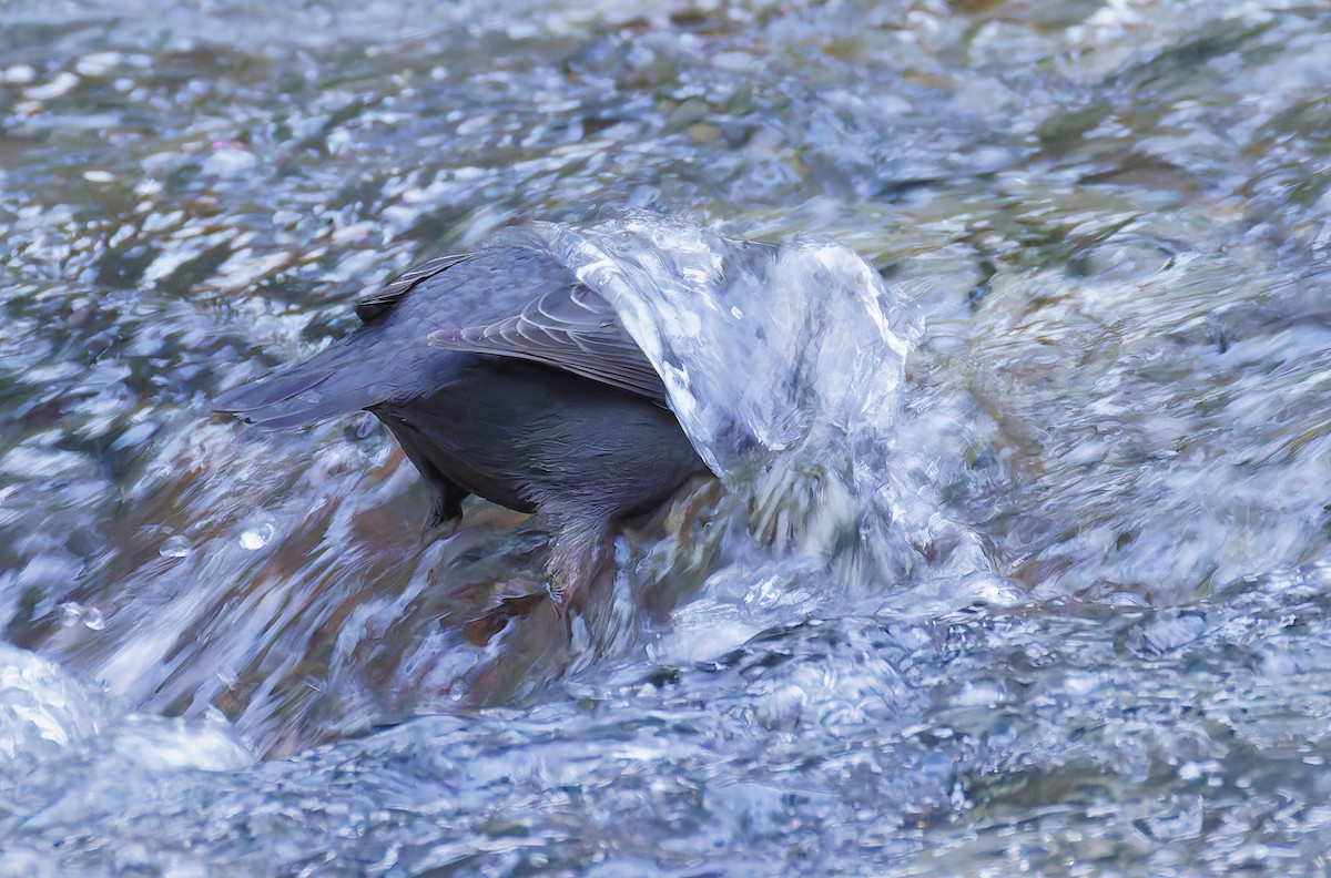 Пронурок сірий - ML648802080