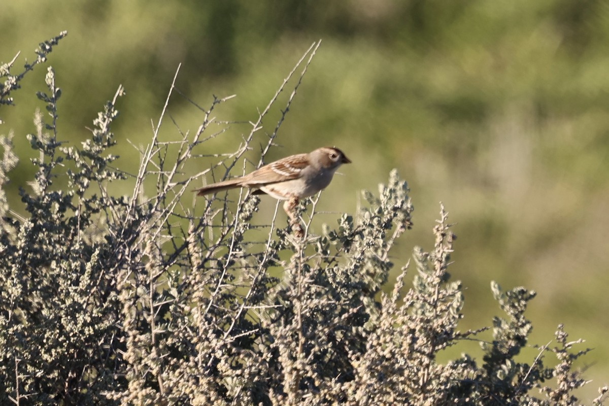 Бруант білобровий (підвид gambelii) - ML648802122